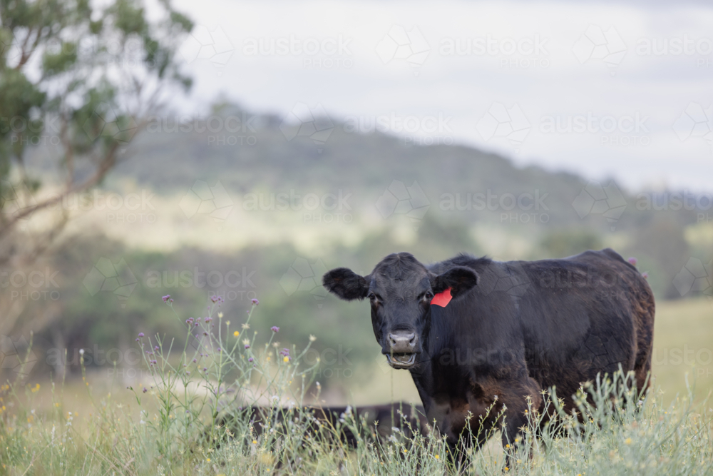Black cow in pasture with wildflowers, trees, and rolling hills in background - Australian Stock Image