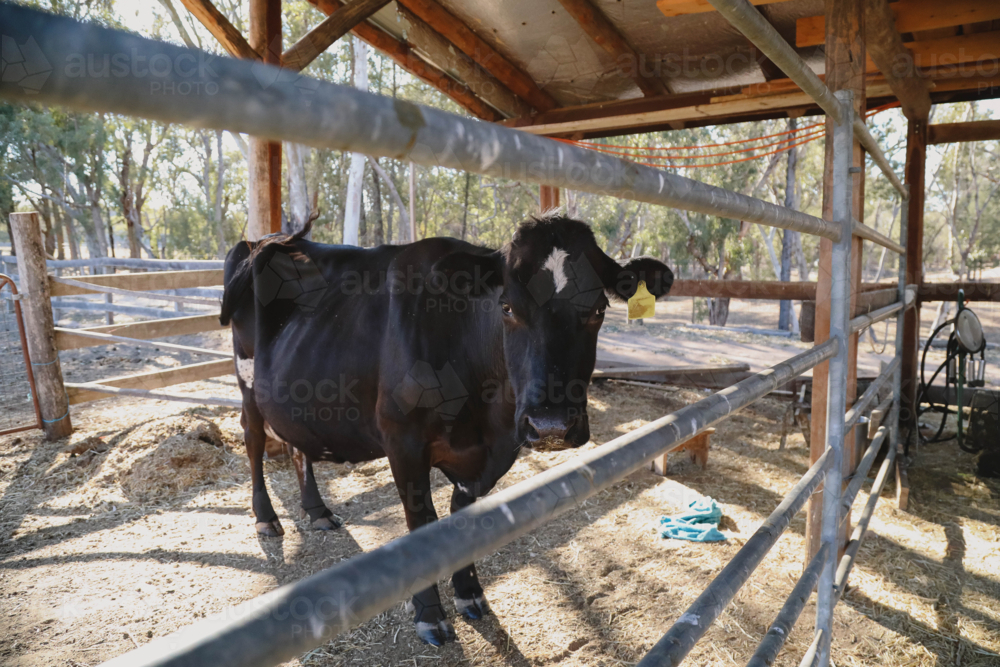 Black cow in rustic wooden barn with sunlight and trees in background - Australian Stock Image