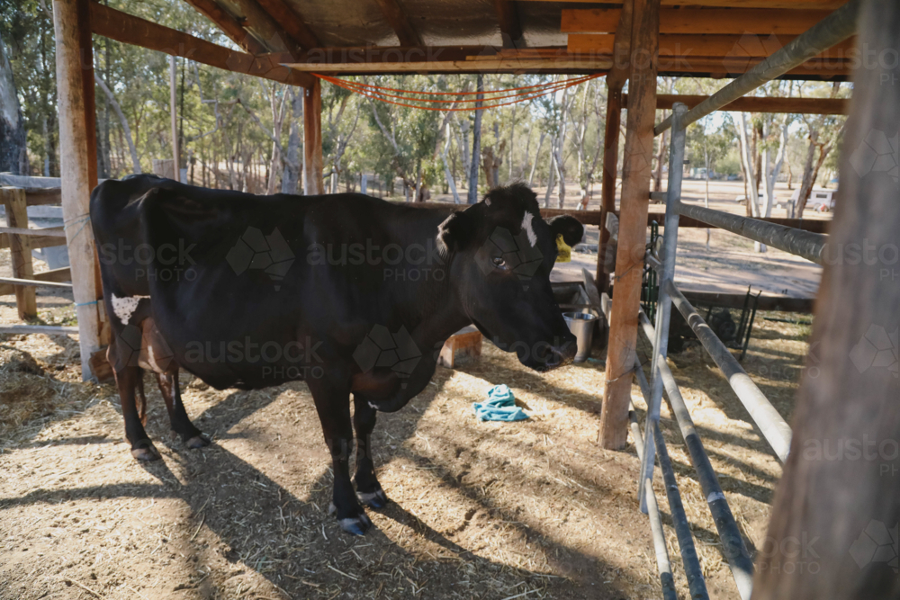 Rustic Cow Barn Image of Black cow in rustic wooden barn with sunlight and trees in ...