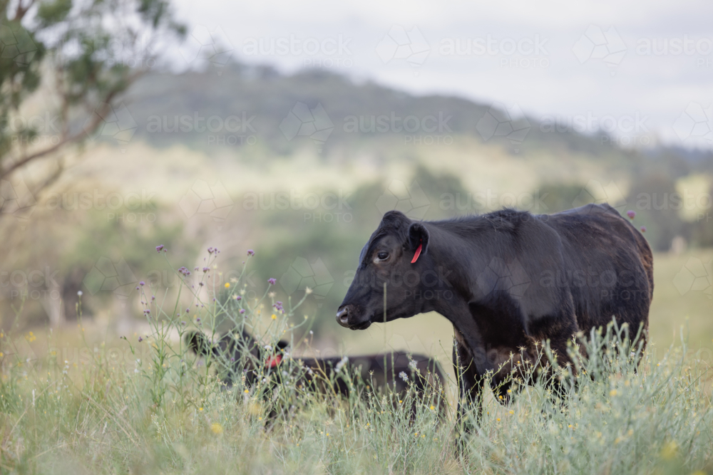 Black cows grazing in paddock with wildflowers and hills under a cloudy sky - Australian Stock Image