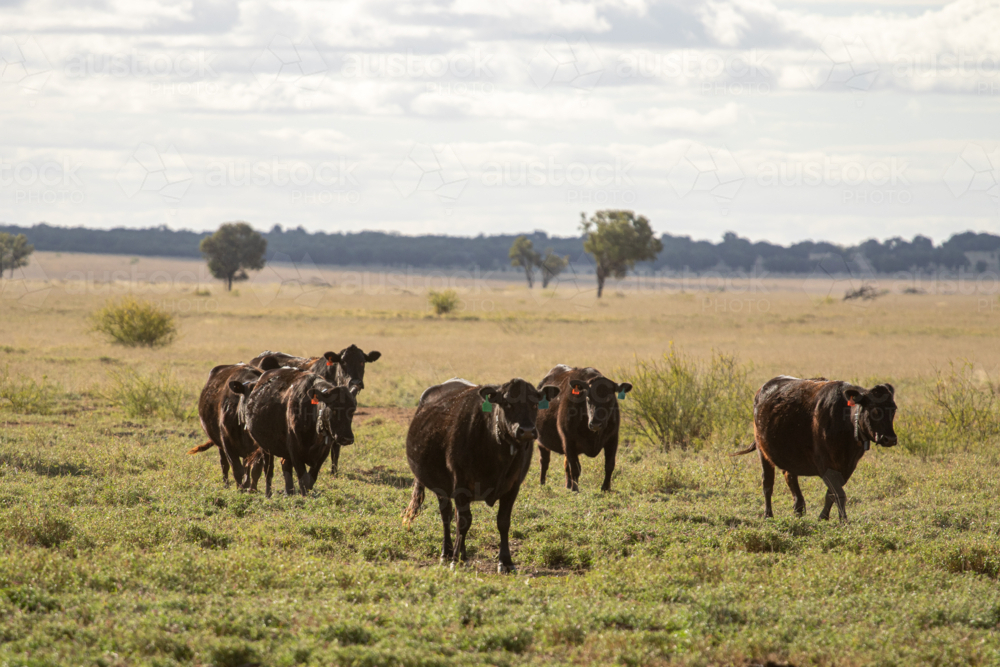 Black cows with gps collars - Australian Stock Image