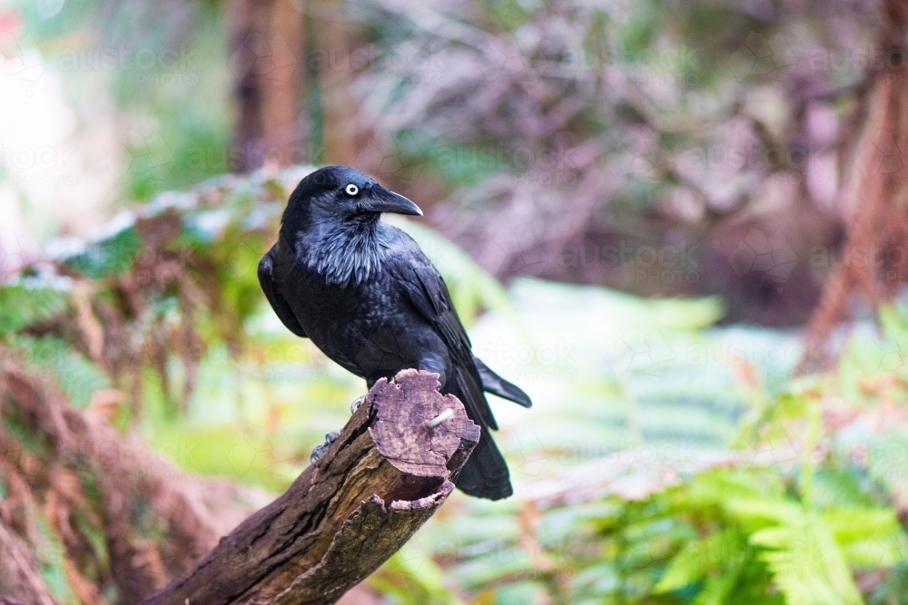Black crow sitting on branch in parkland - Australian Stock Image
