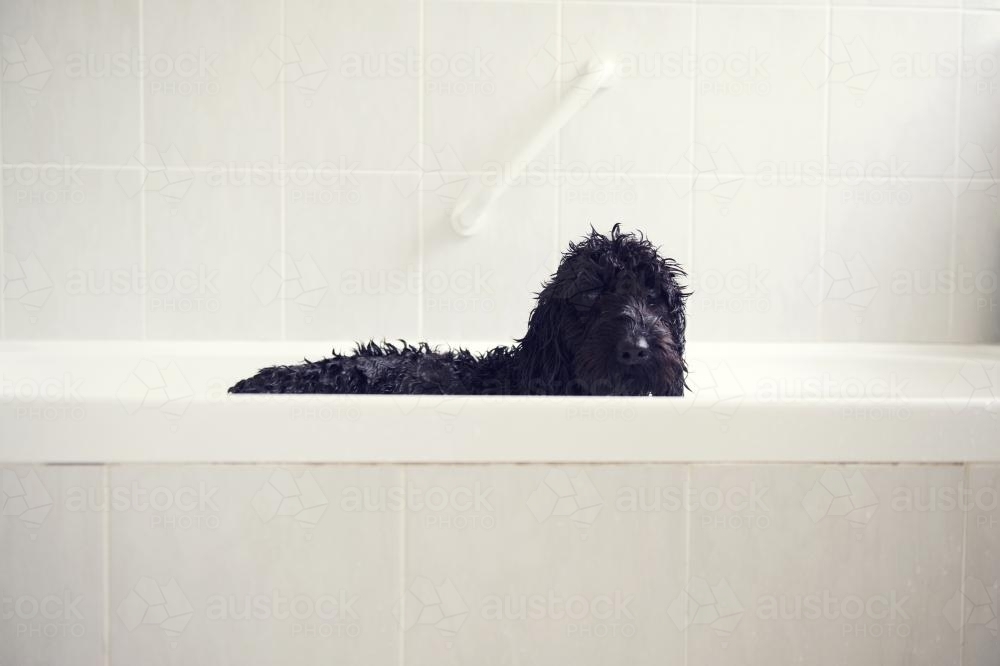 Black dog having a bath - Australian Stock Image