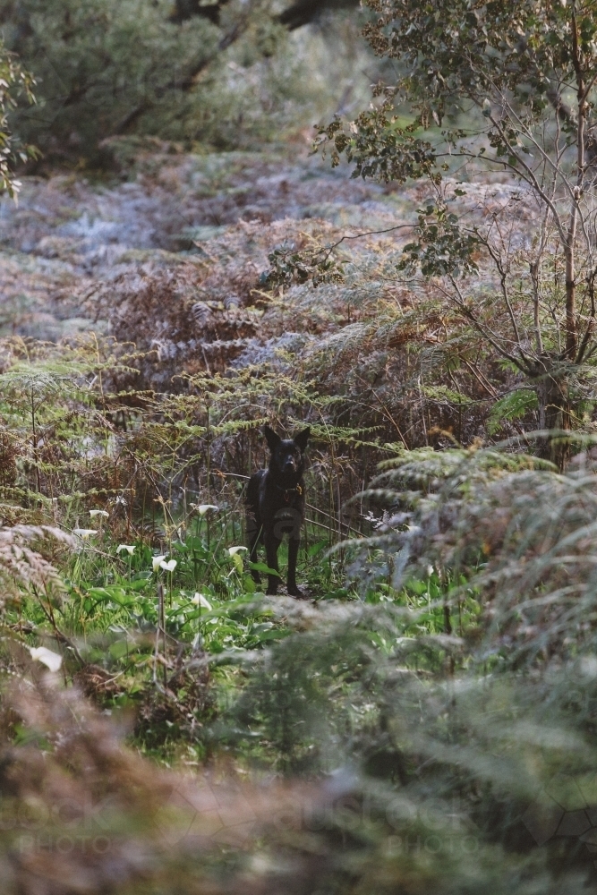 Black dog in bush undergrowth - Australian Stock Image