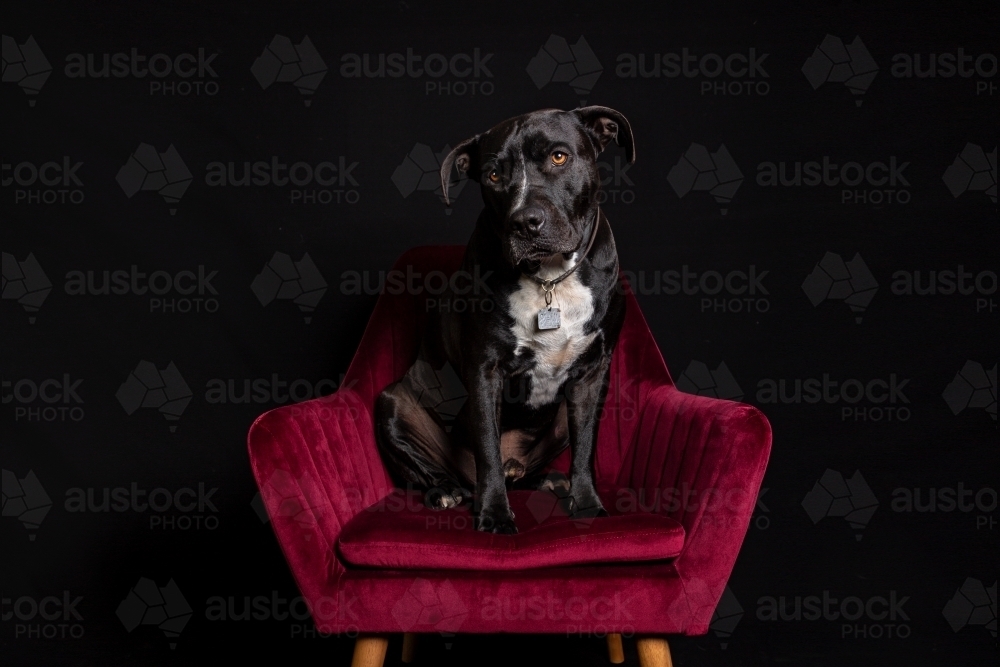 Black Dog in red velvet chair in studio - Australian Stock Image