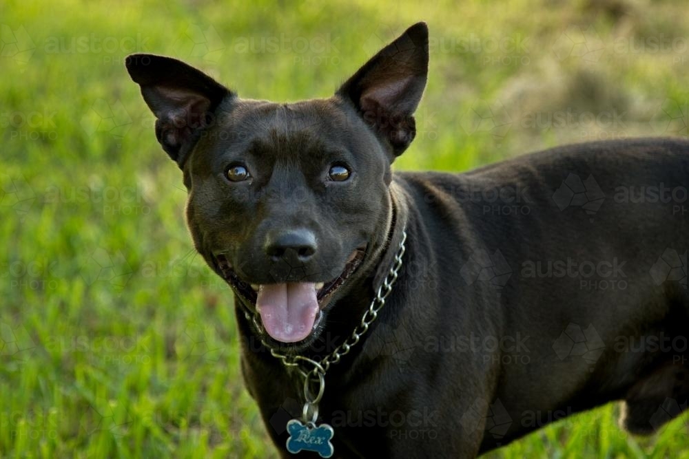 Black dog portrait on green lawn - Australian Stock Image