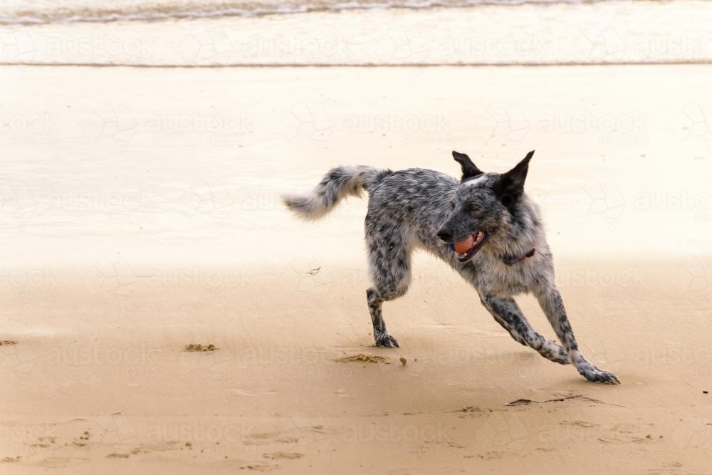 Black dog playing with ball on a beach - Australian Stock Image
