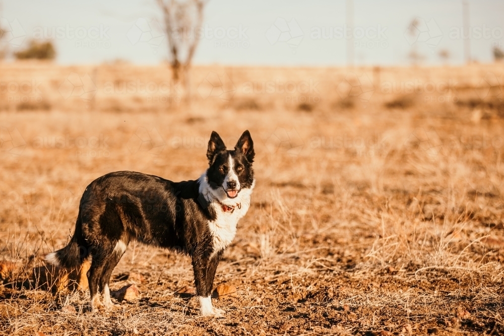 Black dog standing in paddock - Australian Stock Image