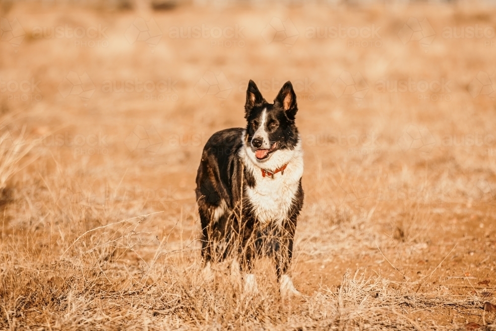 black dog standing in the grass - Australian Stock Image