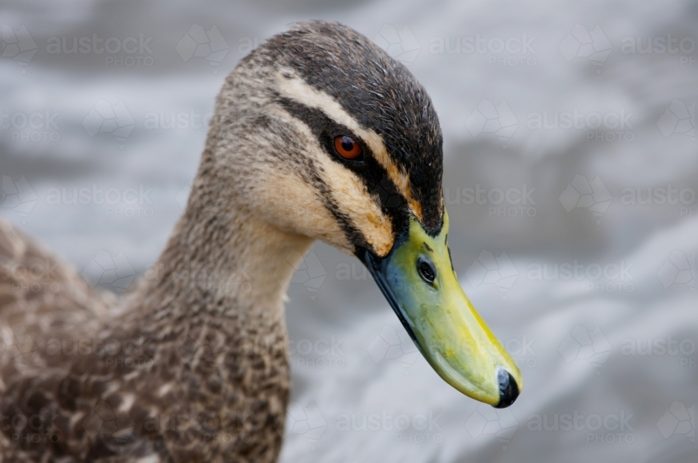 Black Duck portrait with water in the background - Australian Stock Image