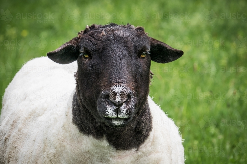Black face sheep with white body wool standing in grass field - Australian Stock Image