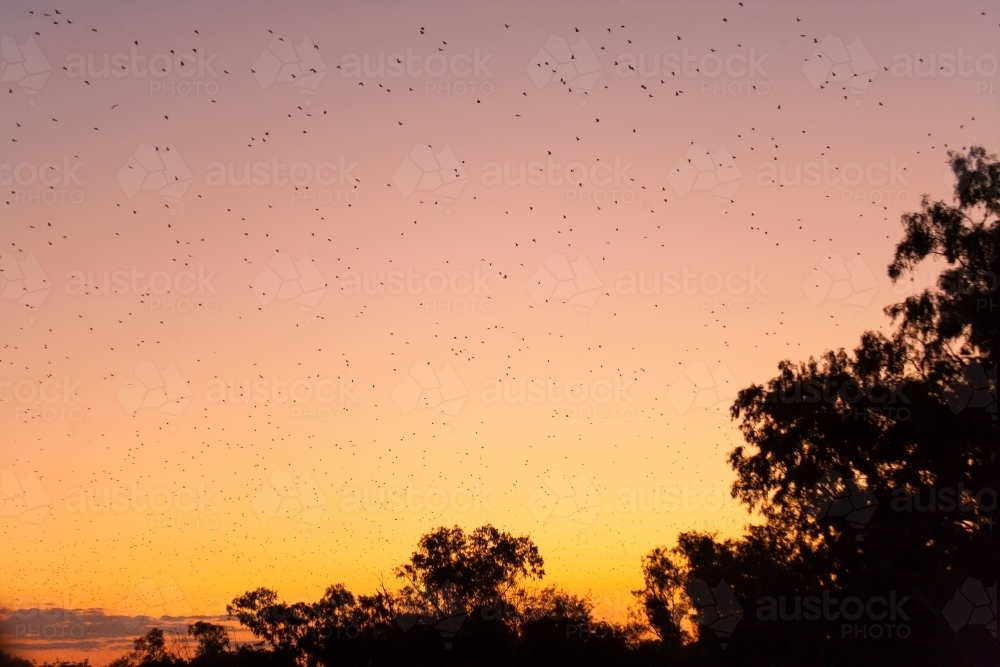 Black flying foxes flying over remote town at dusk - Australian Stock Image
