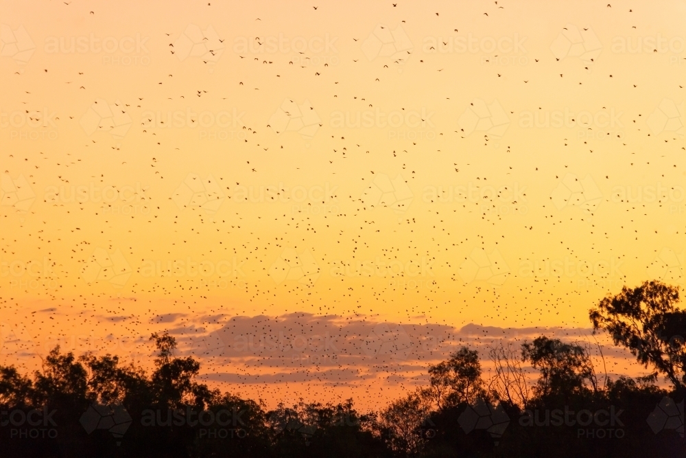 Black flying foxes flying over remote town at dusk - Australian Stock Image