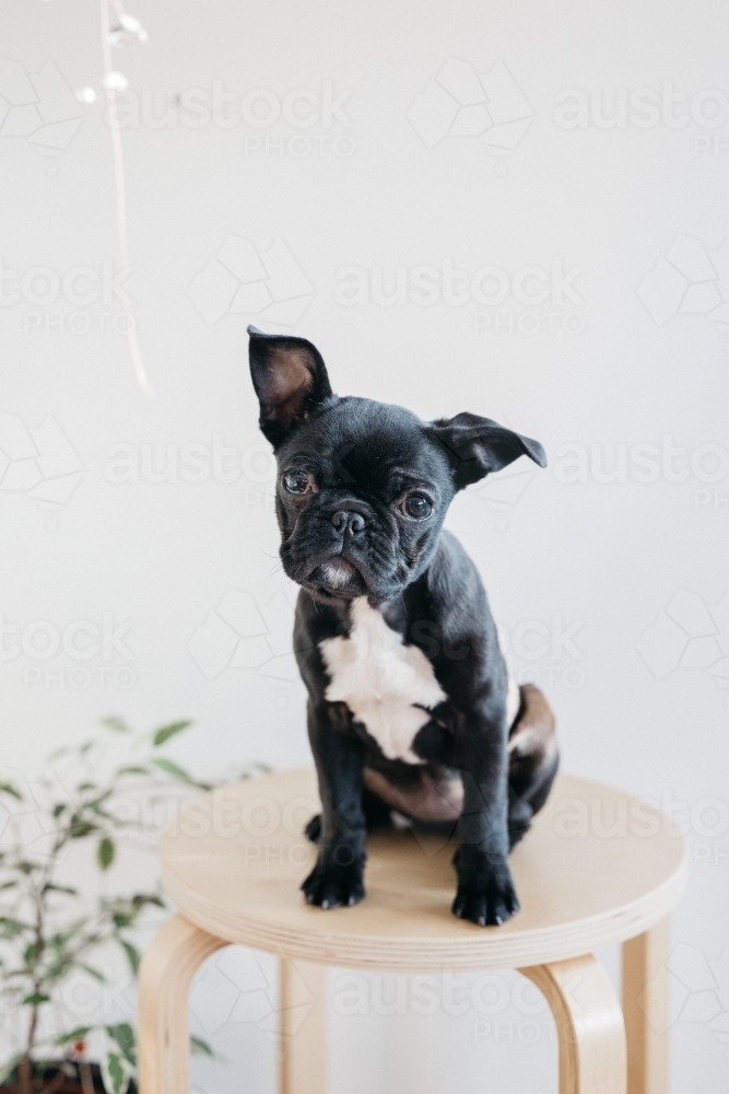 black french bulldog - Australian Stock Image