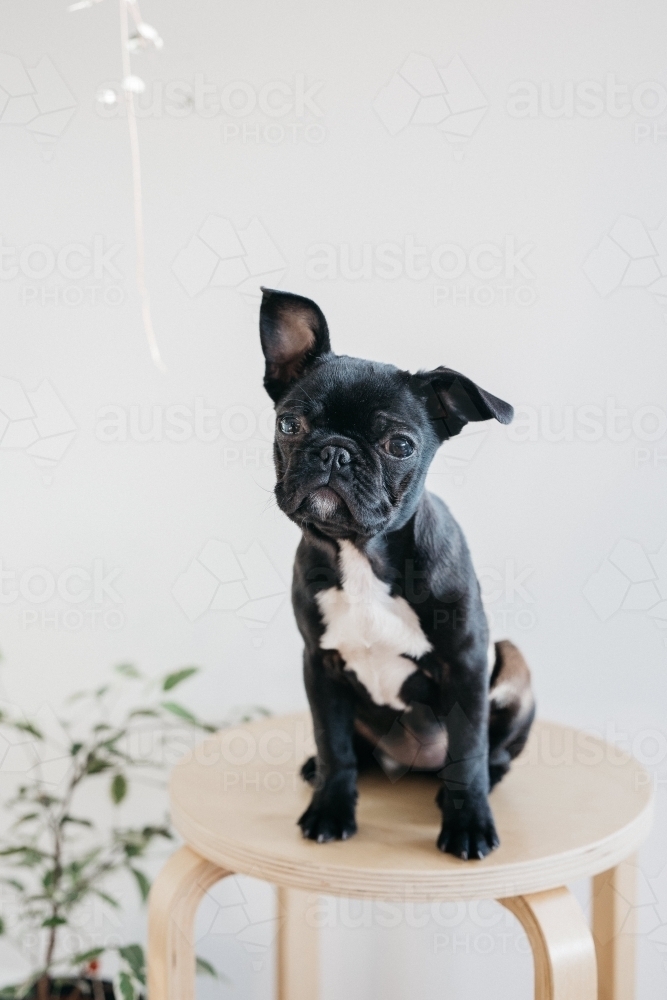 Black french bulldog - Australian Stock Image