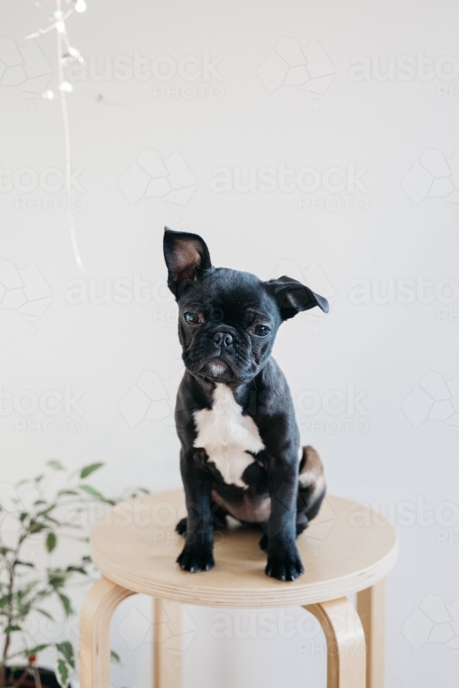 Black French bulldog - Australian Stock Image