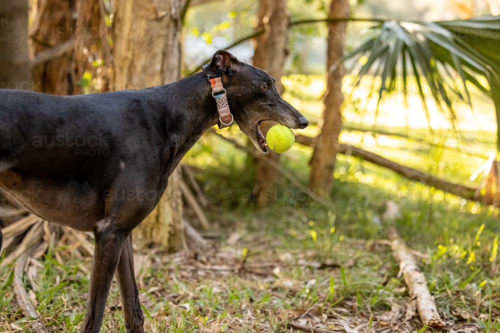 Black greyhound dog playing in park holding tennis ball in mouth - Australian Stock Image