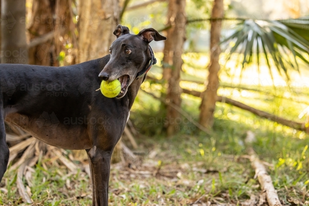 Black greyhound dog playing in park holding tennis ball in mouth - Australian Stock Image