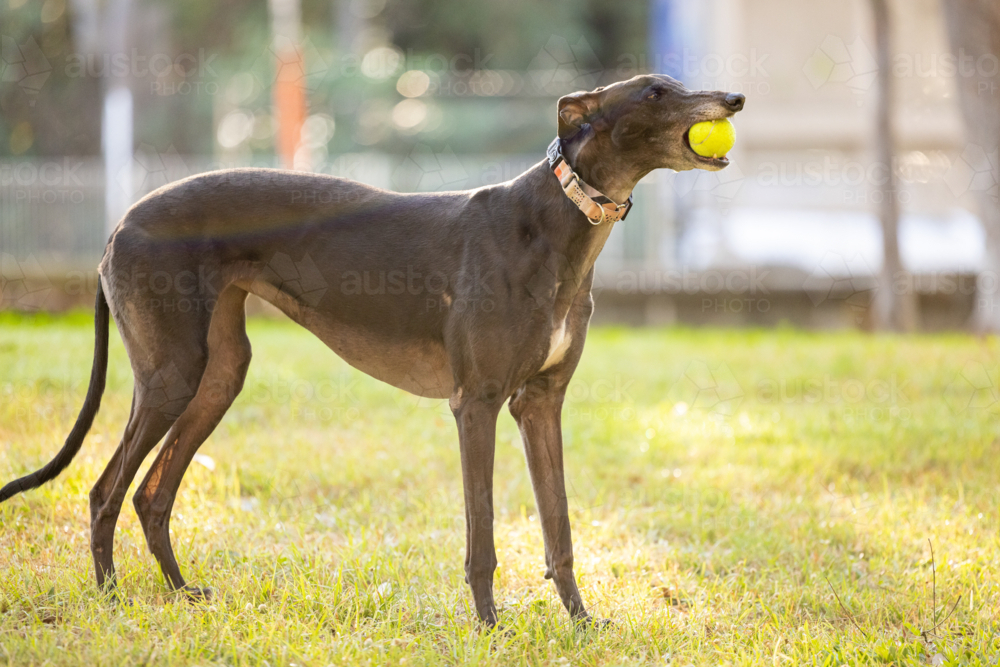 Black greyhound dog playing in park holding tennis ball in mouth - Australian Stock Image
