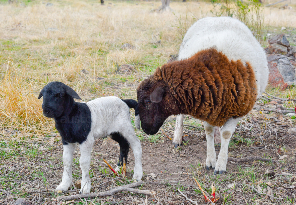 Black Headed Dorper Lamb and mother - Australian Stock Image