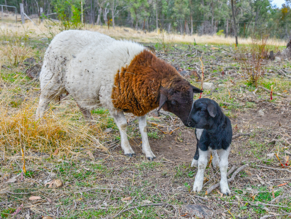 Black Headed Dorper Lamb and mother - Australian Stock Image