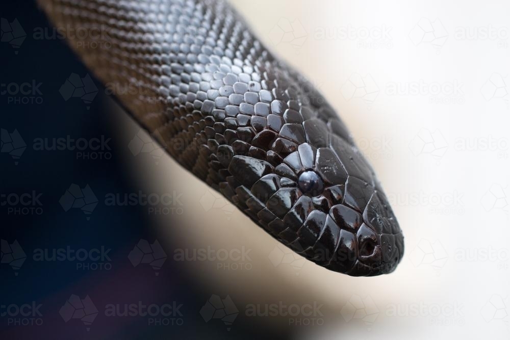 black headed python close-up - Australian Stock Image