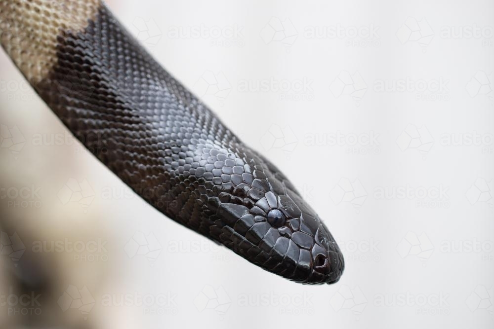 black headed python close-up - Australian Stock Image