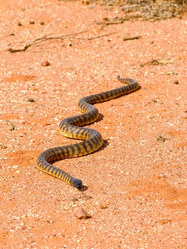 Black headed python on desert sand - Australian Stock Image