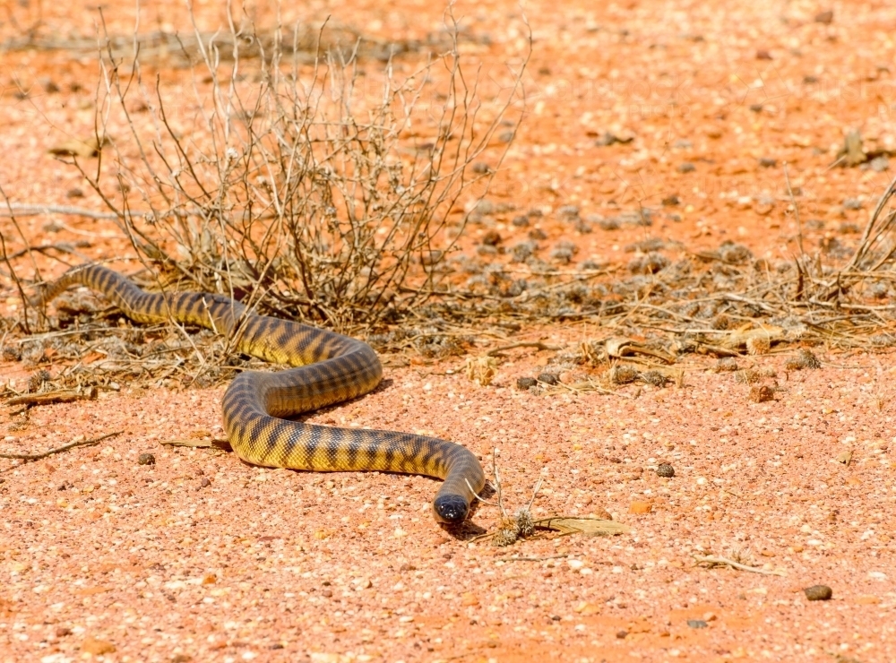 Black headed python on desert sand - Australian Stock Image