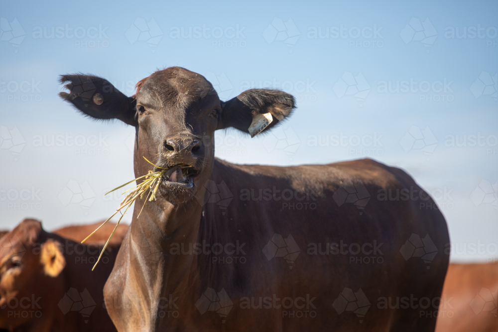 Black heifer eating hay - Australian Stock Image