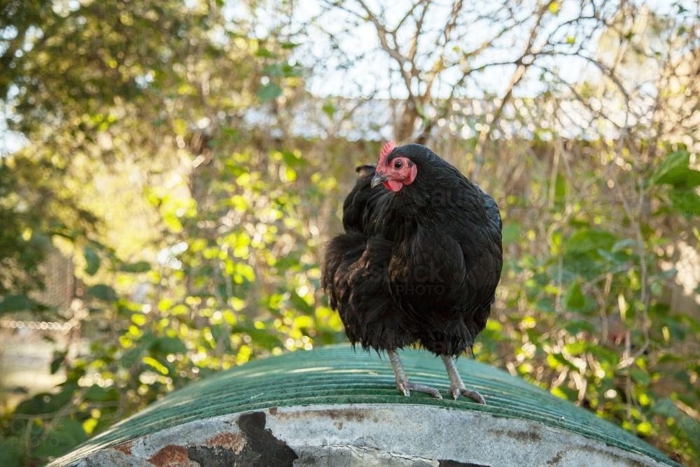 Black hen standing on the side of an old water tank - Australian Stock Image