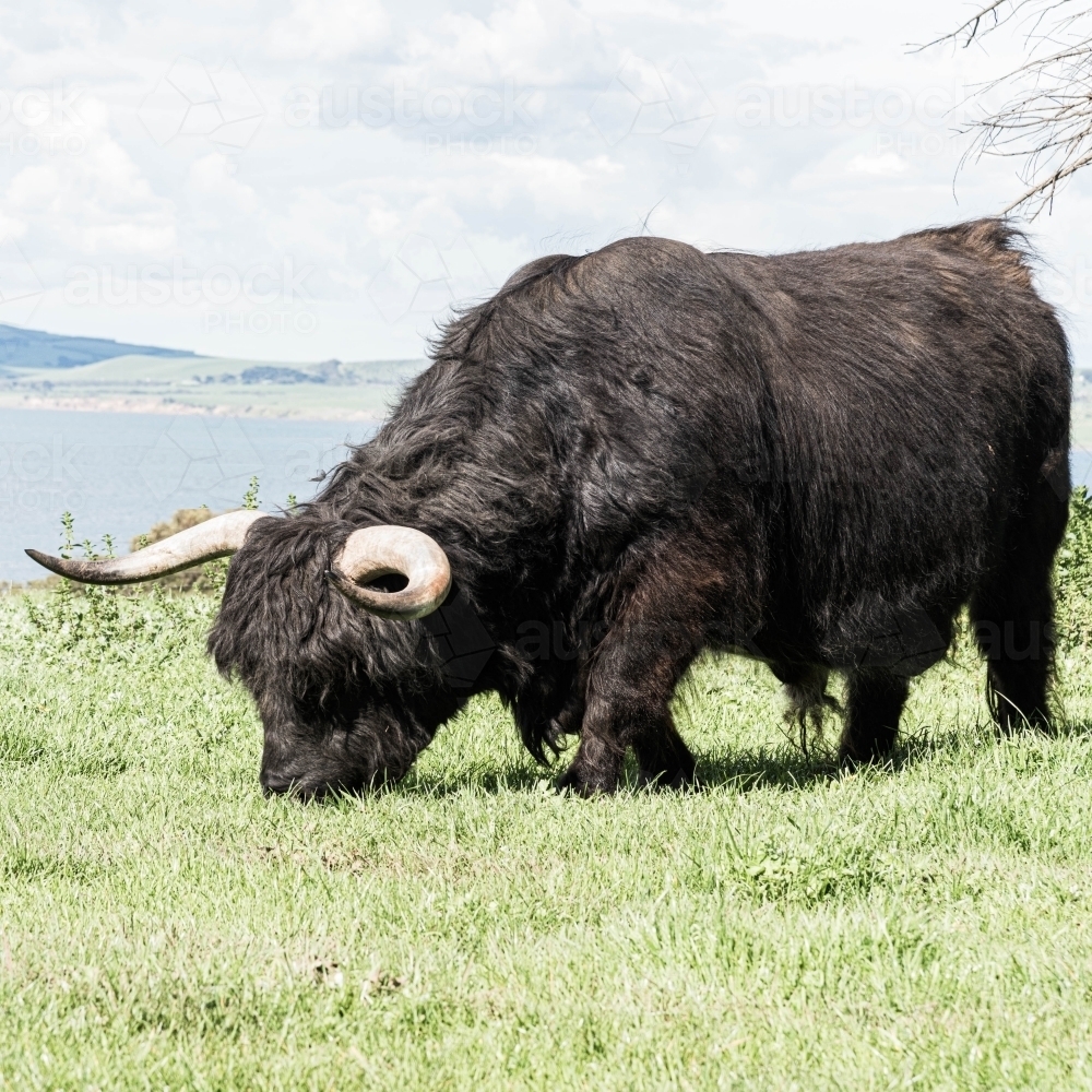 black highland bull with large horns grazing - Australian Stock Image