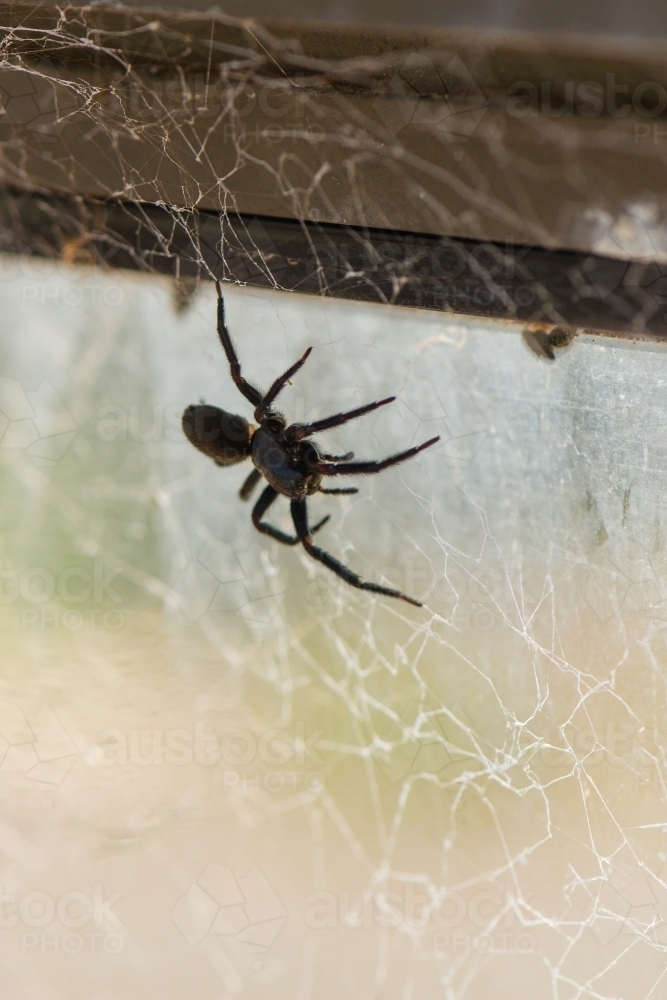 Black house spider with its messy web, found in the garage - Australian Stock Image