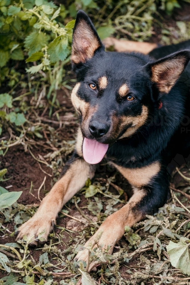 Black kelpie dog looks at camera. - Australian Stock Image