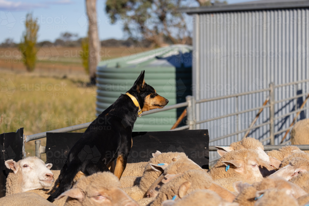 Black kelpie working dog sitting on sheep in a yard - Australian Stock Image