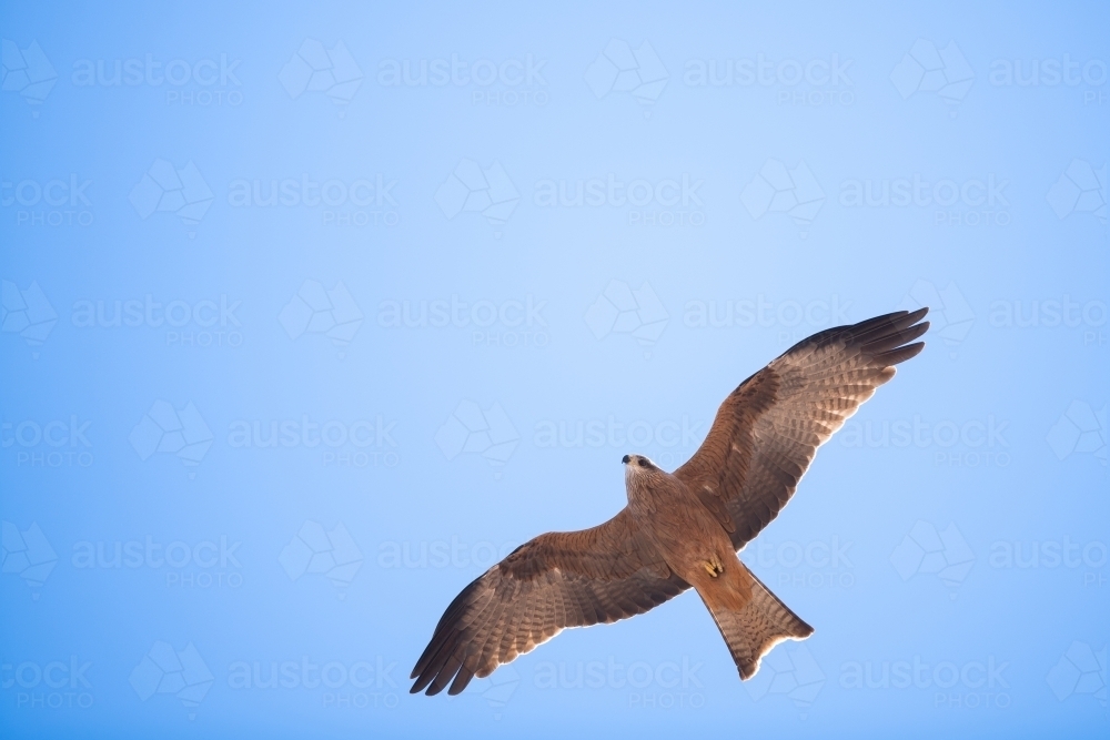 Black kite in flight - Australian Stock Image