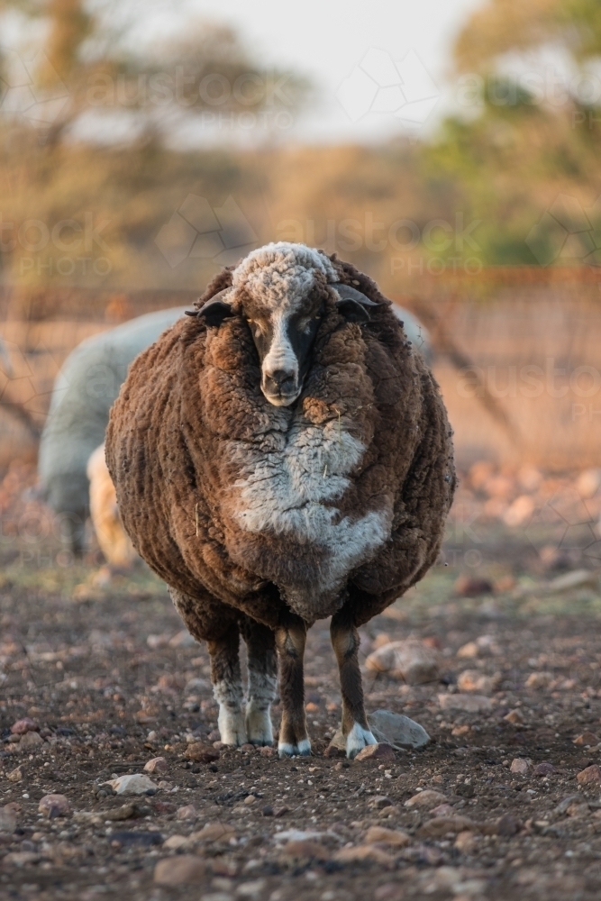 Black merino sheep - Australian Stock Image