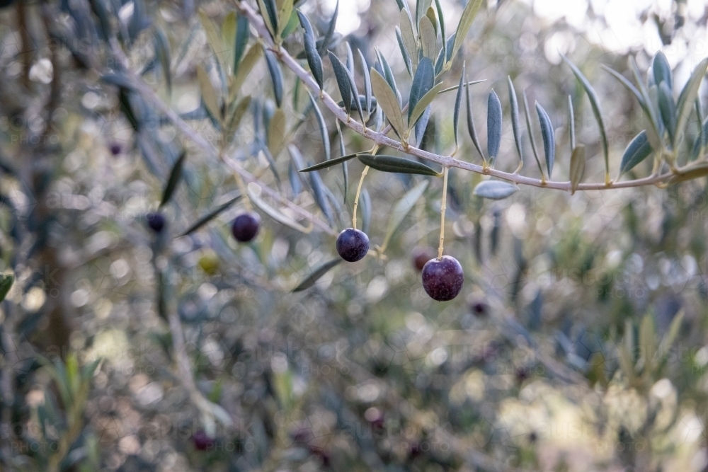 Black olives on tree branch - Australian Stock Image