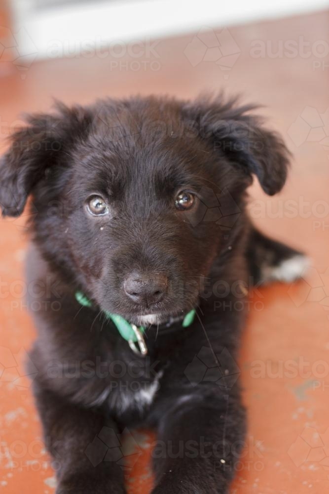 Black puppy close up - Australian Stock Image
