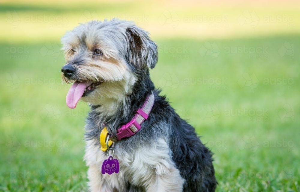 Black puppy with pink collar sitting on green grass - Australian Stock Image