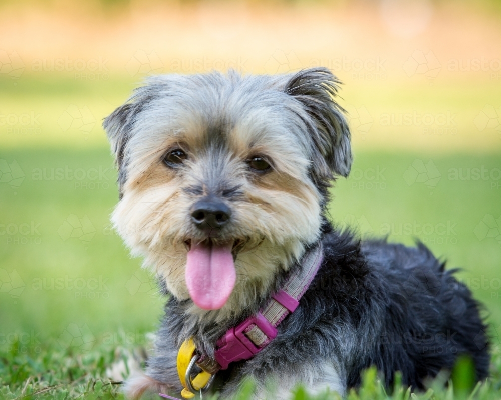 Black puppy with pink collar sitting on green grass - Australian Stock Image