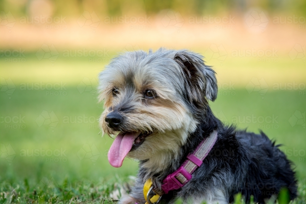 Black puppy with pink collar sitting on green grass - Australian Stock Image