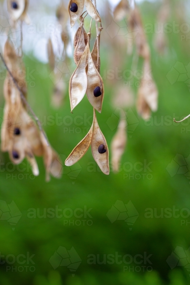 Black seed in pod - Australian Stock Image