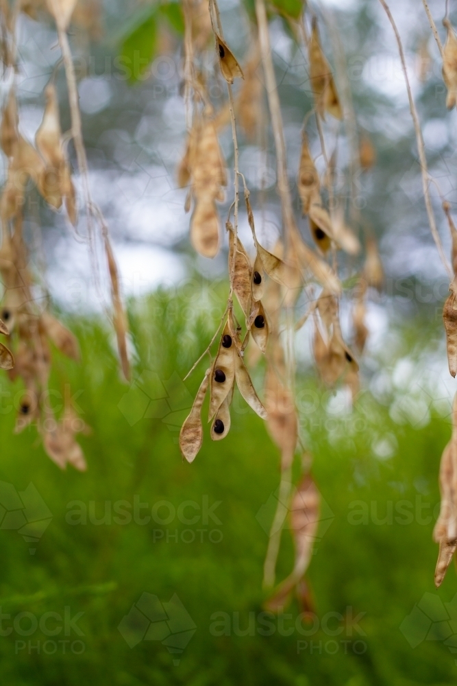 Black seeds in pod on laburnum tree - Australian Stock Image