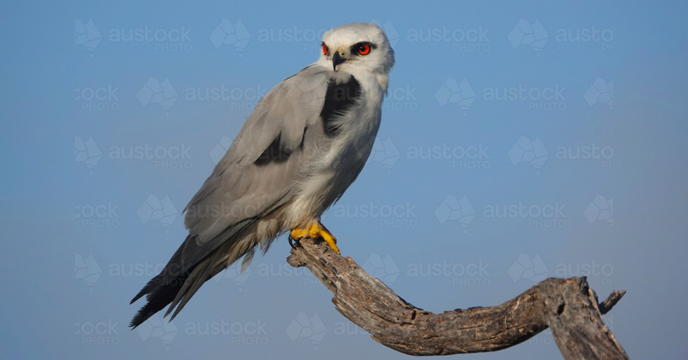 Black-shouldered Kite - Australian Stock Image