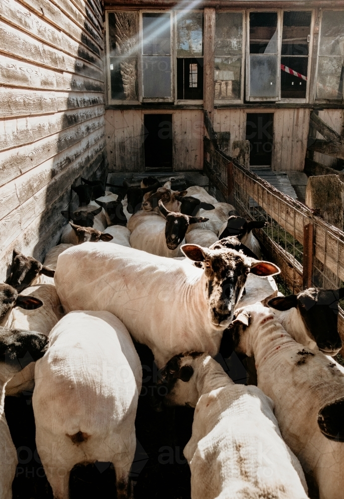 Black suffolk sheep placed in pen after shearing. - Australian Stock Image