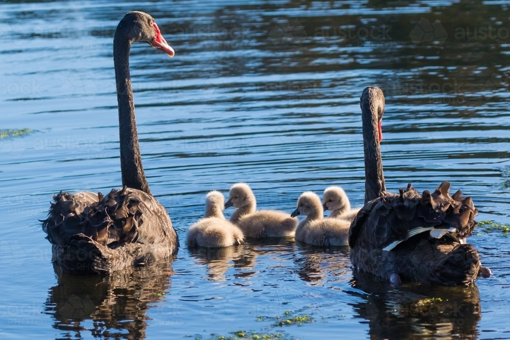 Black swan family - Australian Stock Image