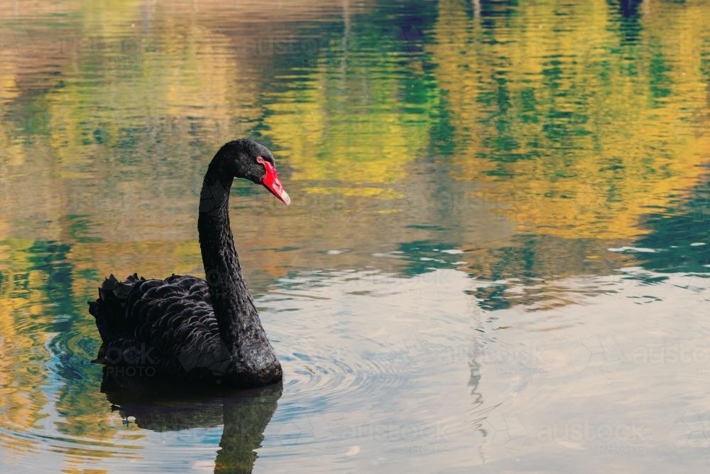 Black swan in a lake with autumn tones reflected - Australian Stock Image