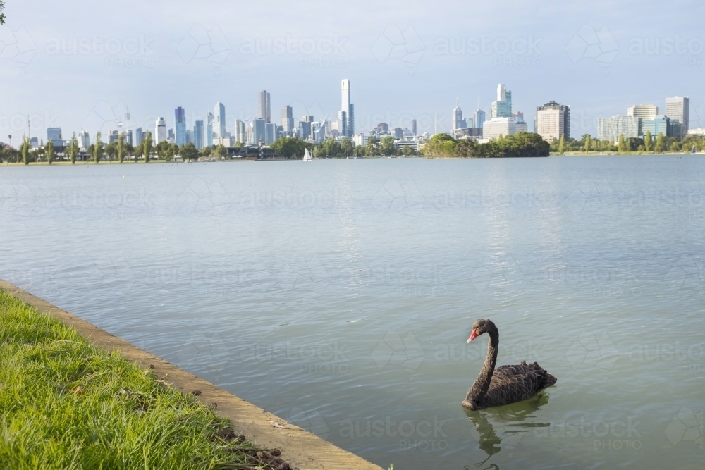 Black swan in Albert park lake with melbourne city buildings in background - Australian Stock Image
