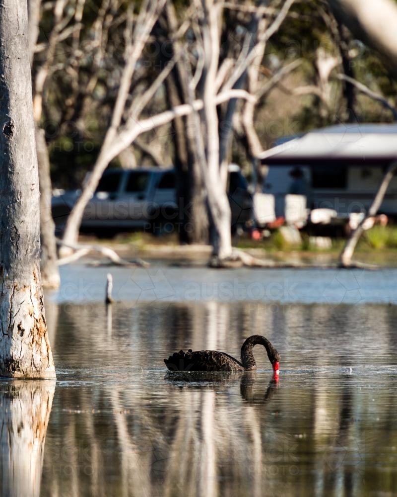 Black swan on a lake with campers in the background. - Australian Stock Image